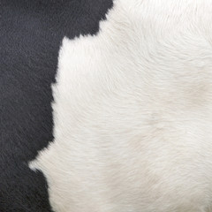 part of hide of black and white cow