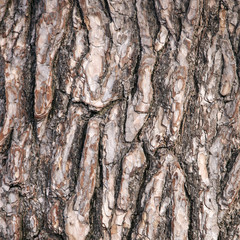 abstract pattern of bark on old pine tree
