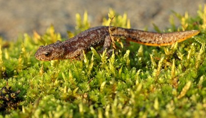 Bergmolch (Ichthyosaura alpestris) in Landtracht