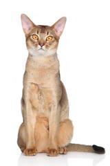 Abyssinian cat