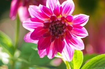 Blume im Sonnenlicht