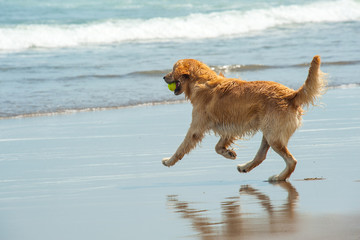 Labrador Retriever playing at the beach