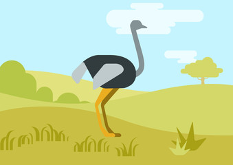 Ostrich flat design cartoon vector wild birds