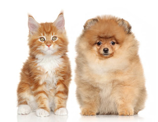 Puppy and kitten on white background