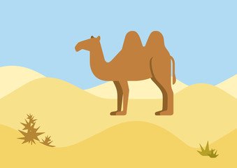 Camel desert habitat flat design cartoon vector wild animals