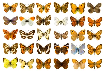 Abwaschbare Fototapete Schmetterling Schmetterlingsset