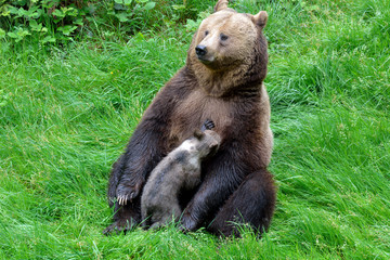 Fototapeta premium Braunbärweibchen (ursus arctos) säugt ihr Junges
