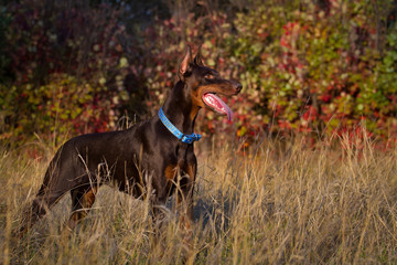 Beautiful brown young doberman male standing