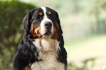 Bernese mountain dog.