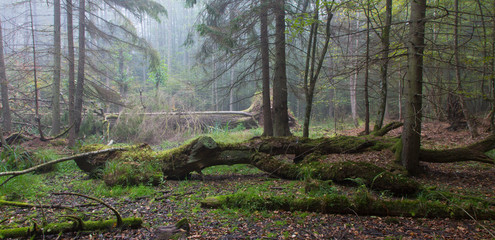 Autumnal landscape of old forest and broken tree © Aleksander Bolbot