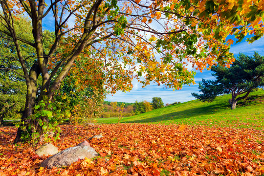Autumn, fall landscape. Tree with colorful leaves. Panorama