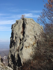 One tree on the one rock