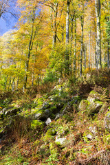 Fototapeta na wymiar Forêt en automne, rochers, troncs