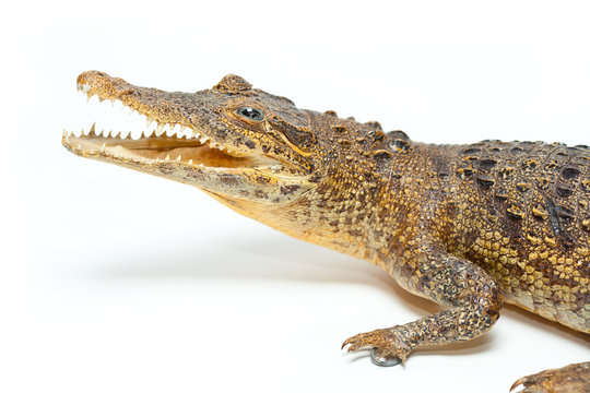 pressed crocodile isolated on white background