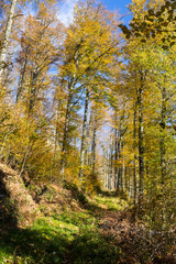 Forêt en automne et chemin