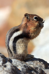 Streifenhörnchen