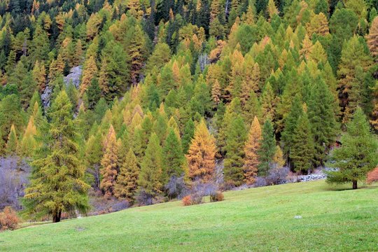 Beginnender Herbst im Wald