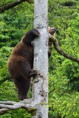 Obraz premium Braunbär (ursus arctos) klettert auf einen Baum.