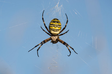 Wespenspinne, Argiope bruennichi, Wasp spider