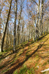 Forêt en automne