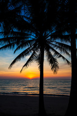 beach in sunset time. palm trees silhouette on sunset tropical b