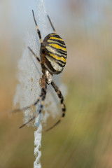 Wespenspinne, Wasp spider, Argiope bruennichi