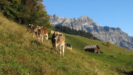 Fototapeta na wymiar Grazing calves in Glarus
