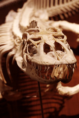 Dragon reptile skeleton