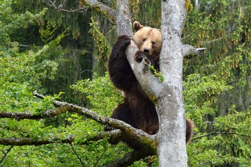 Obraz premium Braunbär (ursus arctos) klettert auf einen Baum.