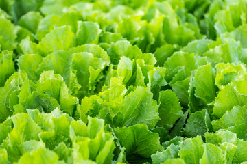 Endive plants in the field from close