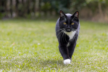 Felix