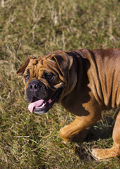 American bulldog outdoors