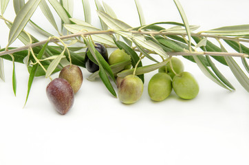 Aceitunas recien cosechadas