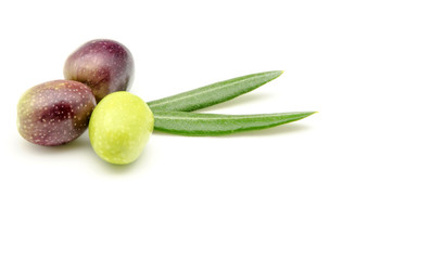 Aceitunas recien cosechadas