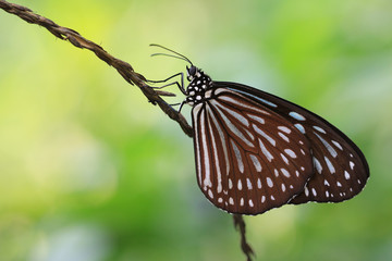 Fototapeta na wymiar Blue Spotted Milkweed butterfly