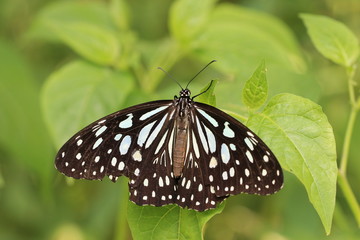 Blue Spotted Milkweed butterfly and green leaf