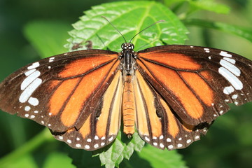 Common Tiger butterfly and green leaf