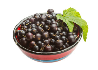 Black currant