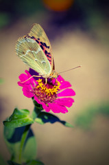 Obraz na płótnie Canvas Beautiful butterfly on a flower
