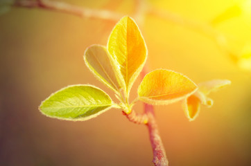 Young green leaves and sun rays