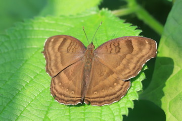 Chocolate Pansy butterfly