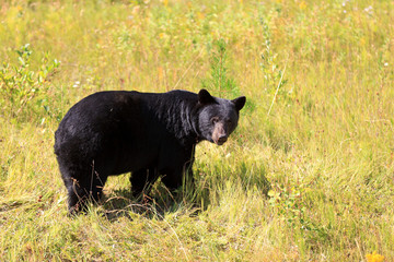 Schwarzbär