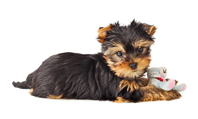 Playful dog with chew toy