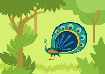 Peacock flowing tail flat design cartoon vector wild animal bird