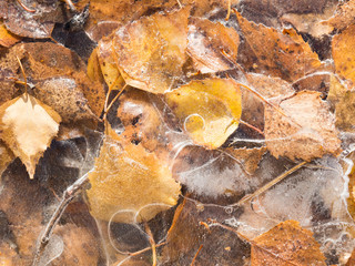 frozen leaves