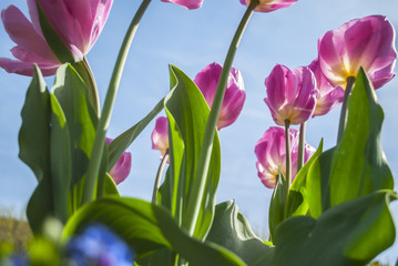 Tulip in Jardin du Luxembourg - Paris, France