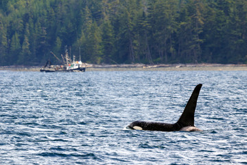 Fototapeta premium Schwertwal