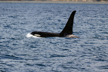 Fototapeta premium Schwertwal