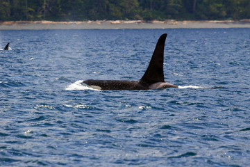 Fototapeta premium Schwertwal