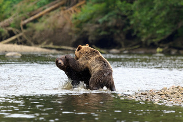 Obraz na płótnie Canvas Grizzlybären